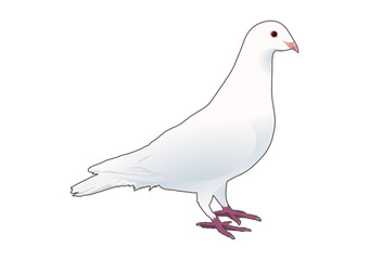 鳩1