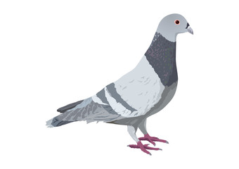 鳩2