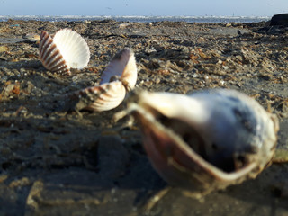 Seashell 