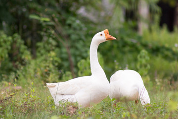 White geese