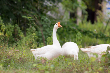 White geese