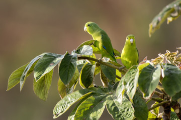 Blue-winged Parrotlet