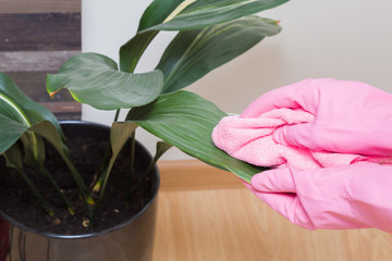 Hand in rubber protective glove with microfiber cloth wiping a indoor plant. Early spring cleaning or regular clean up. Maid cleans house. Care about flowers.