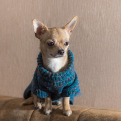 Indoor portrait of lonely Chihuahua wearing knitted sweater and sitting on a sofa back
