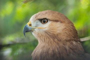 Close-up portrait of Long-legged Buzzard (Buteo rufinus)