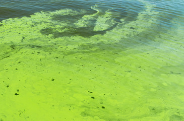 Ukrainian river Dnipro covered by cyanobacterias as a result of hot season