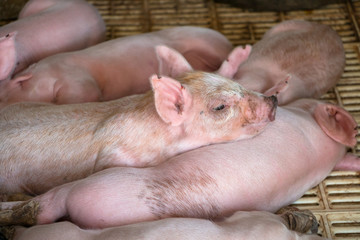 Small piglets © 223046