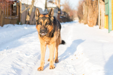 Dog german shepherd in a village in a winter