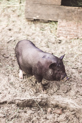 Black piglet on the farm