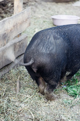 Rear view of a black pig on the farm.