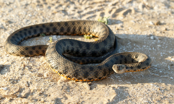 Portrait of a snake, known as Natrix tessellata,  looking at camera on sand in the steppe  near volga river .