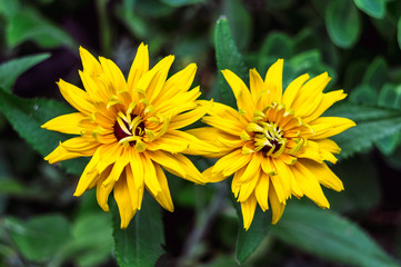 Beautiful yellow flower in the garden