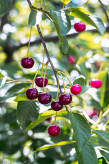 Red cherry on the tree