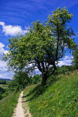 Hiking in Skofja loka hills.