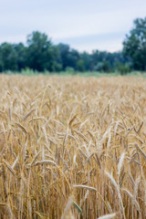 Wheat on the field. Plant, nature, rye. Rural summer field landscape.