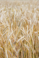 Wheat on the field. Plant, nature, rye. Rural summer field landscape.