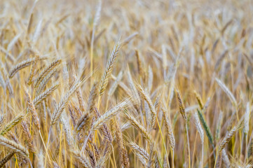 Wheat on the field. Plant, nature, rye. Rural summer field landscape.