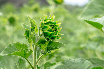 Unripe sunflower in the field