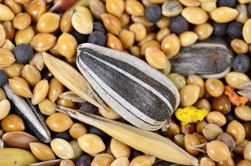 Obraz premium Food for birds. Food for parrots for every day. Close up Seeds of cereals. Abstract background..