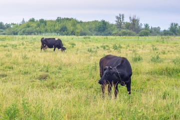 Fototapeta premium Two cows in the field in the morning