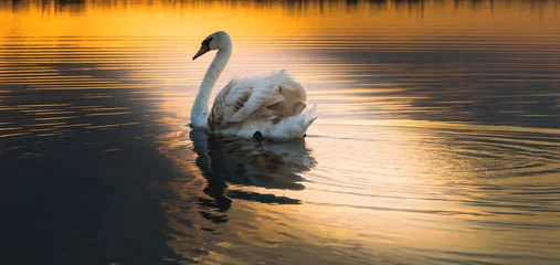 Wall murals Swan White swan floating on a surface of the lake