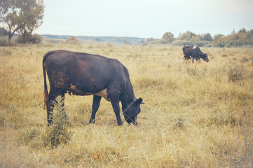 Two cows in the field in the morning