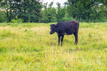 Naklejka na ściany i meble Single cow in the field.