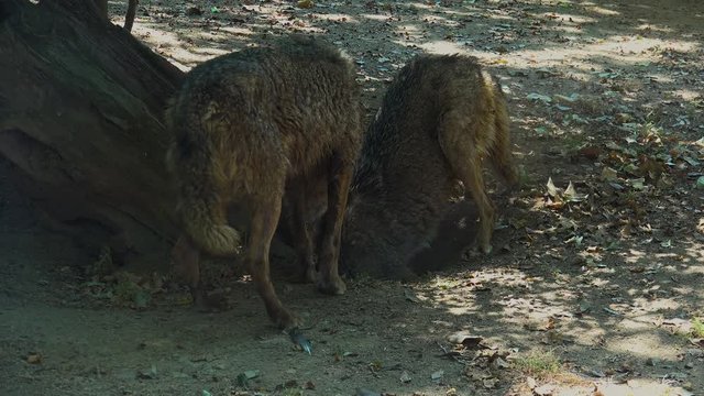 Wolves digging near a tree root in their mating ritual