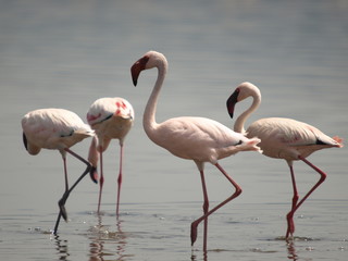 Flamingos at Lake Nakuru Kenya on 05-07-16 Photo: Michael Buch