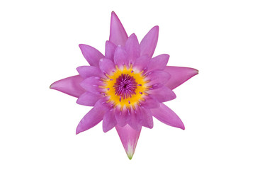 selected pink lotus flower isolated on white background, water lily