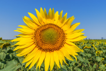 flower of sunflower in field close up