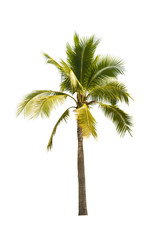 Fototapeta na wymiar Coconut tree on white background 