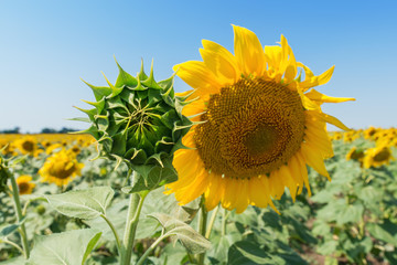 sunflowers in different level of life. focus on green head