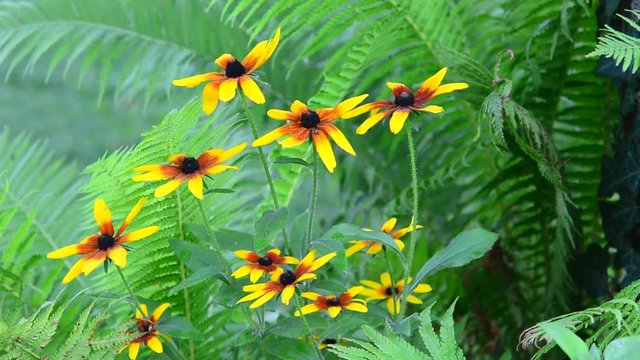 Yellow Rudbeckias with Ferns Swaying in the Wind in the garden.