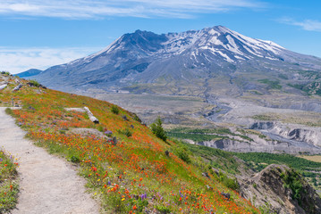 Amazing view of flowers and hills near big volcano along a fascinating Harry's Ridge Trail. Mount...