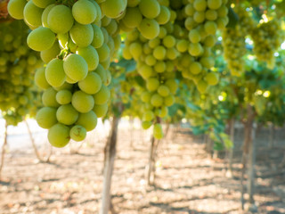 a grape plantation in an italian country in july
