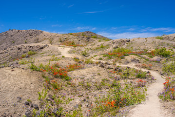 Amazing view of flowers and hills near big volcano along a fascinating Harry's Ridge Trail. Mount St Helens National Park, South Cascades in Washington State, USA