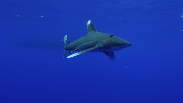 POV, wild oceanic white tip shark in Atlantic Ocean