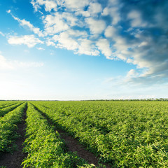 green agriculture field with tomatoes bushes and sunset in clouds