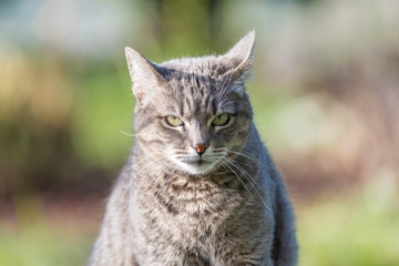 Portrait of grey haired cat with green eyes. Close up of snout, front view. Shot outdoors with very shallow depth of field.