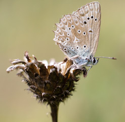 Phengaris nausithous
