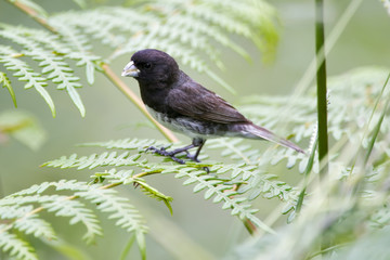 Seedeater