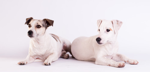 Jack Russell Terriers at studio on white