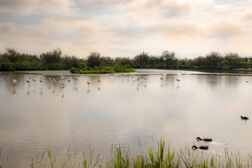 gli aironi rosa si dissetano  nel laghetto