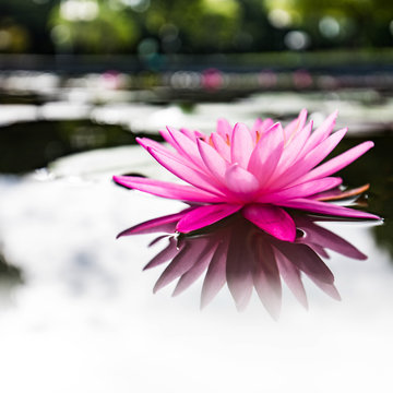 Lotus Flower Pink Nature Blossom Water Background Beautiful