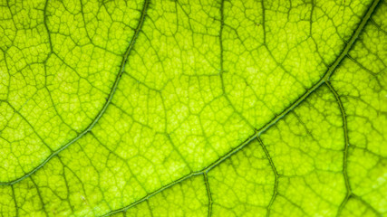 Green leaf tree concept of life