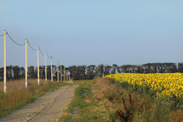 Field of sunflowers and road. Summer in the village.