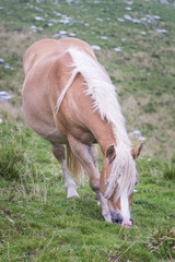 Obraz na płótnie Canvas Horse grazing on mountain pastures.