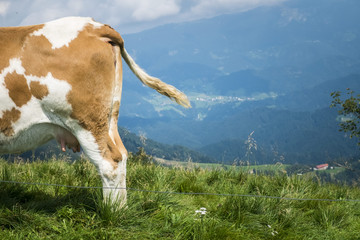  Cow standing in grass swatting flies with it's tail.