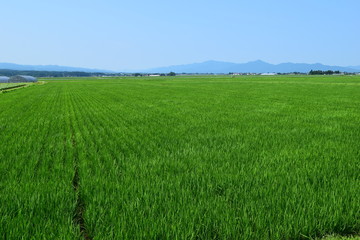 田植え２ヶ月後の田園風景